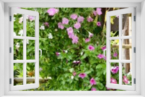 Fototapeta Naklejka Na Ścianę Okno 3D - catharanthus roseus flower in nature garden