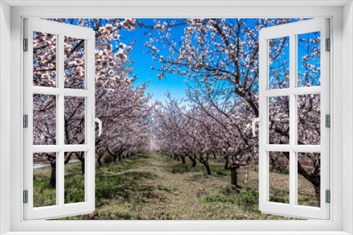 Fototapeta Naklejka Na Ścianę Okno 3D - Orchard of White Almond Blossoms Against Blue Spring Sky