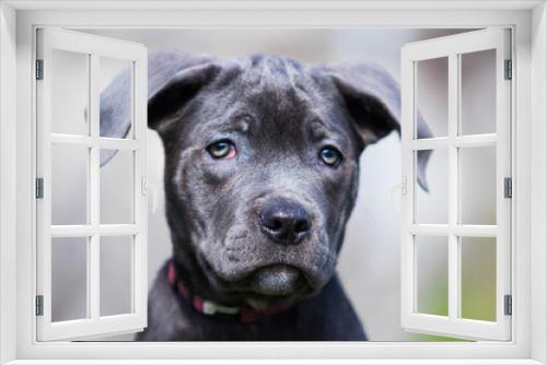 Fototapeta Naklejka Na Ścianę Okno 3D - puppy face cane corso close up