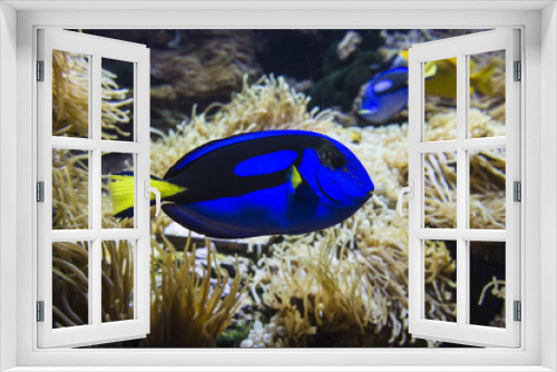 Fototapeta Naklejka Na Ścianę Okno 3D - Blue Surgeonfish (Paracanthurus hepatus), Oceanic Museum, Monaco Oceanic Museum, Monaco