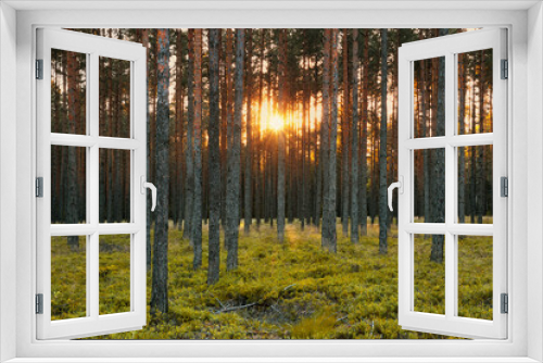 Fototapeta Naklejka Na Ścianę Okno 3D - Las - Kalety