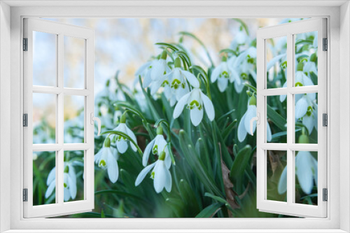Fototapeta Naklejka Na Ścianę Okno 3D - Early spring snowdrops (Galanthus nivalis). Soft selective focus