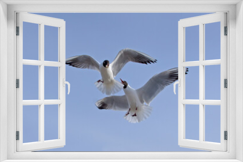 Fototapeta Naklejka Na Ścianę Okno 3D - Close-up flying Black-headed gull in the sky on plain background