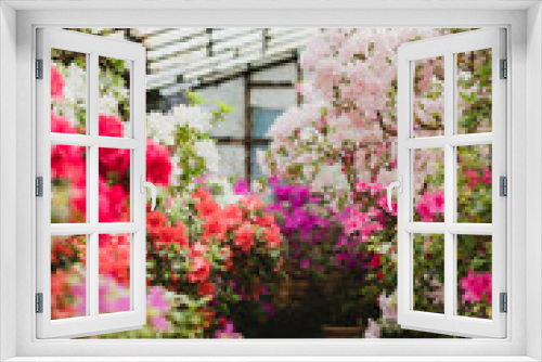 Fototapeta Naklejka Na Ścianę Okno 3D - Colorful azalea flowers blooming in a glass greenhouse
