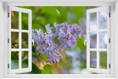 Fototapeta Naklejka Na Ścianę Okno 3D - Lush lilac bushes blooming in spring