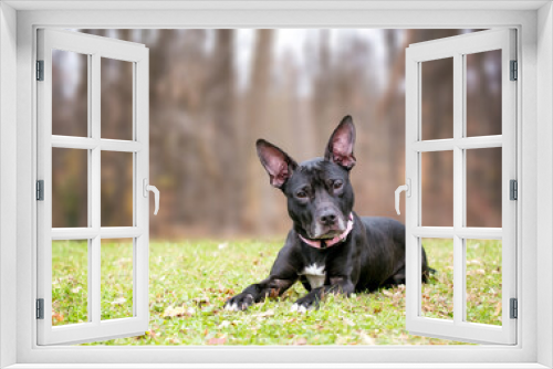 Fototapeta Naklejka Na Ścianę Okno 3D - A black and white Pit Bull Terrier mixed breed dog with large ears lying down and looking at the camera with a head tilt