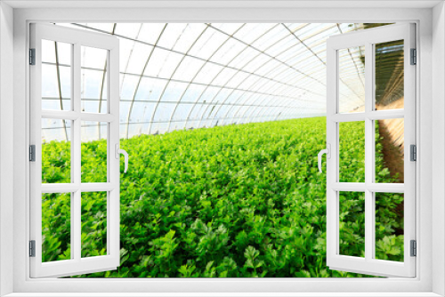 Fototapeta Naklejka Na Ścianę Okno 3D - Celery in the greenhouse