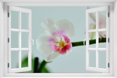 Fototapeta Naklejka Na Ścianę Okno 3D - pink orchid isolated on white