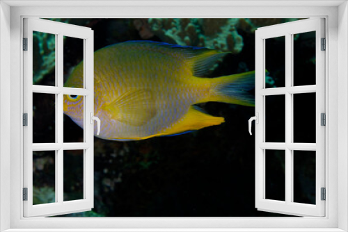Fototapeta Naklejka Na Ścianę Okno 3D - A picture of a golden damsel