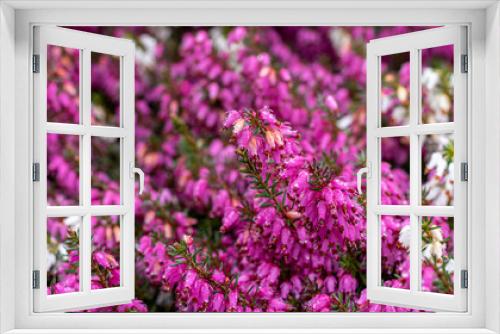 Fototapeta Naklejka Na Ścianę Okno 3D - fioletowe i białe wrzośce wiosenne