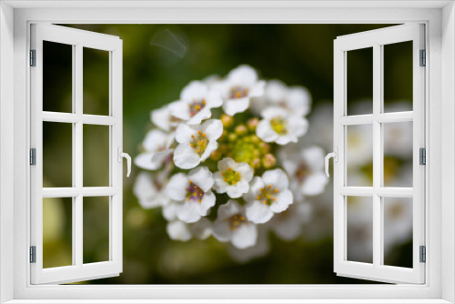 Fototapeta Naklejka Na Ścianę Okno 3D - 春に咲く花の近影