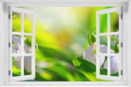 Fototapeta Naklejka Na Ścianę Okno 3D - Beautifull snowdrops, banner - blooming white flowers in early spring in the forest, closeup with space for text