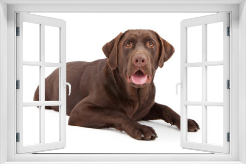 Fototapeta Naklejka Na Ścianę Okno 3D - Chocolate Labrador Retriever Dog Laying