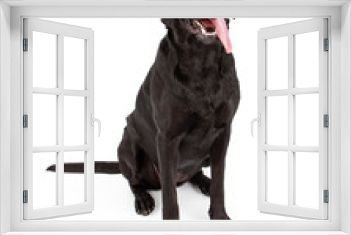 Fototapeta Naklejka Na Ścianę Okno 3D - Black Labrador Retriever Dog With Tongue Out