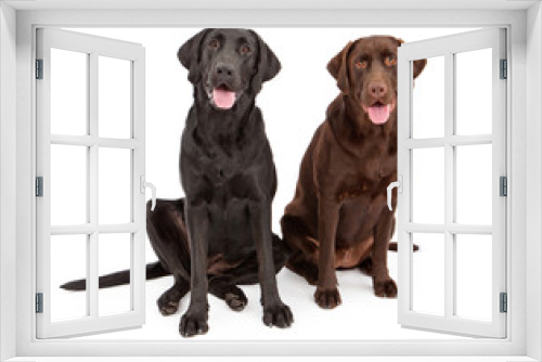 Fototapeta Naklejka Na Ścianę Okno 3D - Two Labrador Retriever Dogs Sitting Together