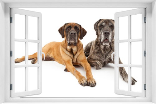 Fototapeta Naklejka Na Ścianę Okno 3D - Two Mastiff Dogs Laying Down