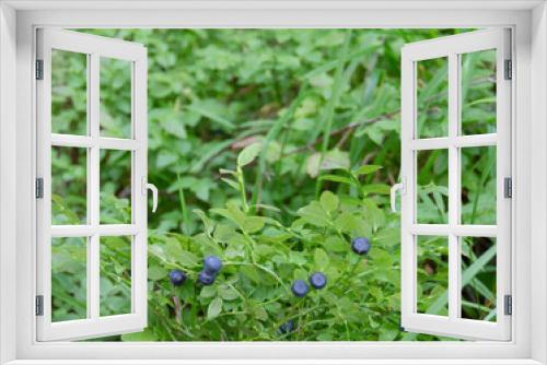 Fototapeta Naklejka Na Ścianę Okno 3D -  In the forest, blueberries grow on small bushes. Blueberry in the forest. Blueberry berries on a bush.