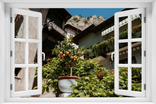 Fototapeta Naklejka Na Ścianę Okno 3D - tangerines in pots in a yard