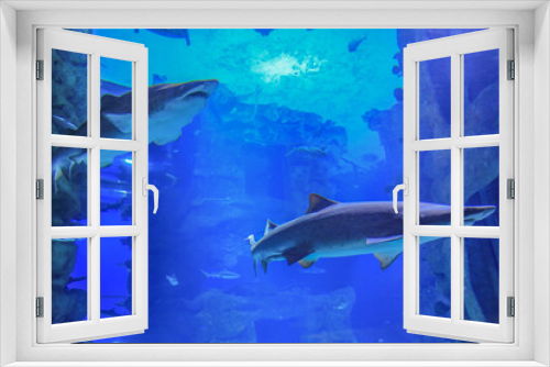 Fototapeta Naklejka Na Ścianę Okno 3D - Two sand sharks swimming in blue water