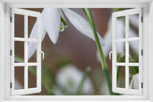 Fototapeta Naklejka Na Ścianę Okno 3D - snowdrop flower in spring