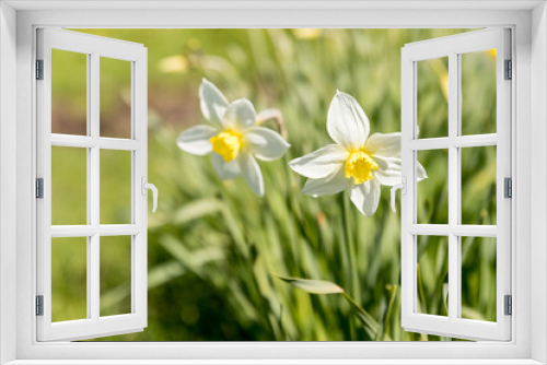 Fototapeta Naklejka Na Ścianę Okno 3D - Daffodils in a sunny spring garden, meadow.Bright and colorful flowers of daffodils on the background of the spring time.Blooming white daffodil.