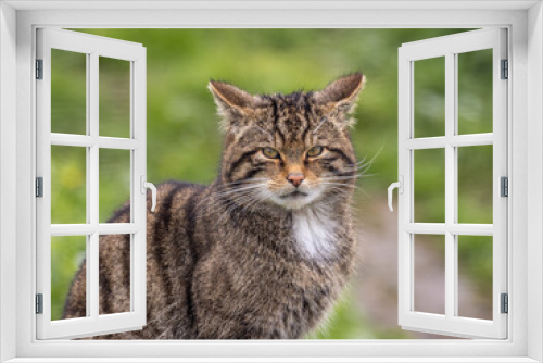 Fototapeta Naklejka Na Ścianę Okno 3D - Scotish Wildcat