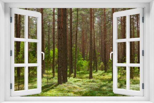 Fototapeta Naklejka Na Ścianę Okno 3D - Pine forest in sunny summer day