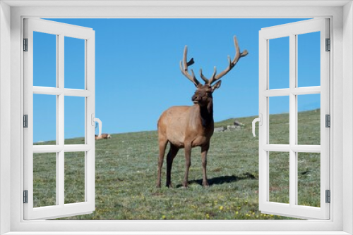 Fototapeta Naklejka Na Ścianę Okno 3D - bull elk in grassy field
