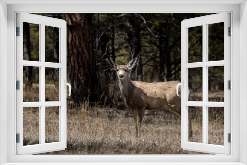 Fototapeta Naklejka Na Ścianę Okno 3D - Mule Deer