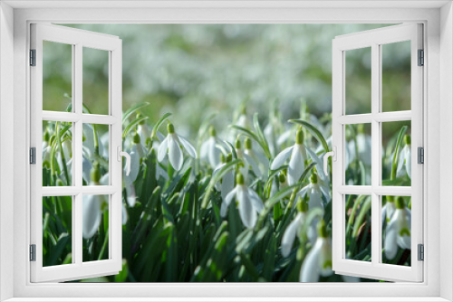 Fototapeta Naklejka Na Ścianę Okno 3D - Early spring snowdrops (Galanthus nivalis). Soft selective focus