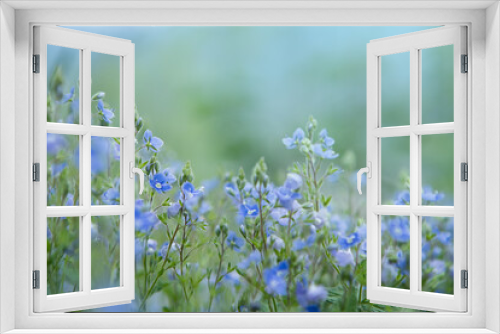 Fototapeta Naklejka Na Ścianę Okno 3D - Wild forest tiny blue flowers on meadow. Veronica (Germander, Speedwell) flowers