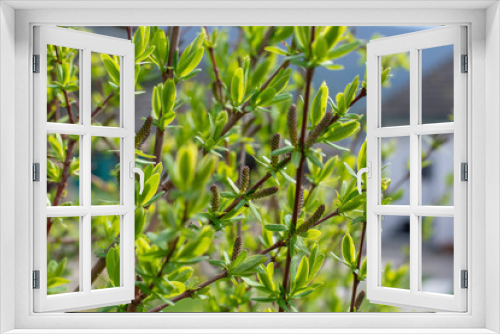 Fototapeta Naklejka Na Ścianę Okno 3D - Blooming Willow (Salix Integra Hakuro Nishiki) catkins in the early spring. Close up. Detail,