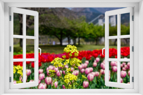 Fototapeta Naklejka Na Ścianę Okno 3D - tulip field in spring