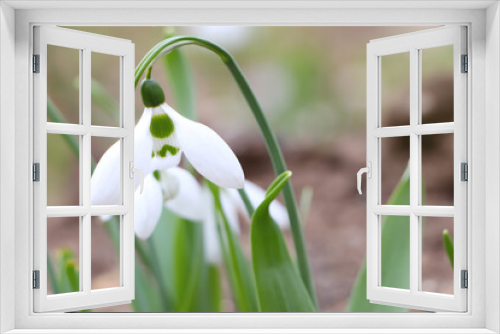 Fototapeta Naklejka Na Ścianę Okno 3D - Beautiful snowdrops blooming in field. First spring flowers