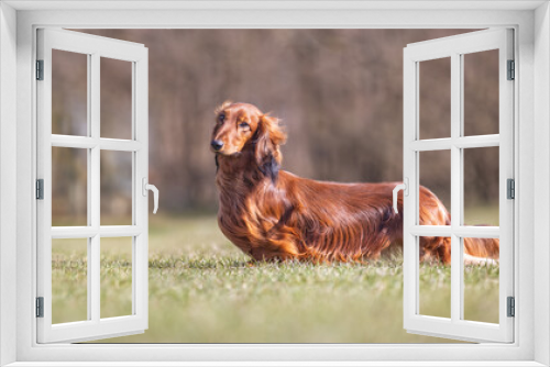 Fototapeta Naklejka Na Ścianę Okno 3D - Dash hound in the grass