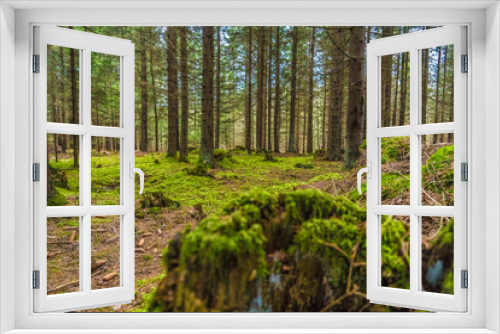 Fototapeta Naklejka Na Ścianę Okno 3D - The coniferous forest with mossy ground