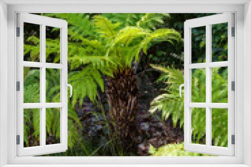 Fototapeta Naklejka Na Ścianę Okno 3D - Fougère arborescente au bord d'une allée dans un jardin botanique
