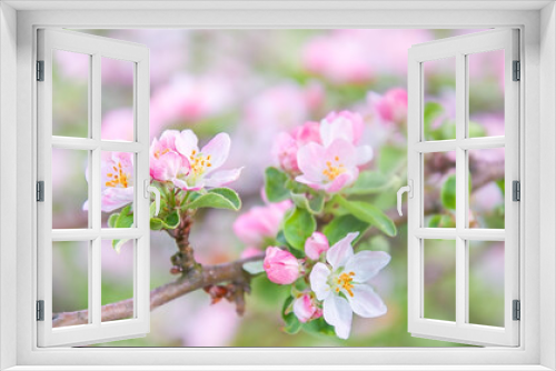 Fototapeta Naklejka Na Ścianę Okno 3D - A branch of a blossoming apple tree
