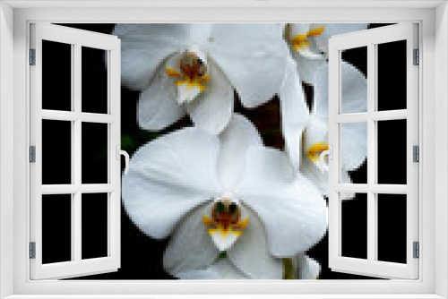 Fototapeta Naklejka Na Ścianę Okno 3D - white orchid on black background