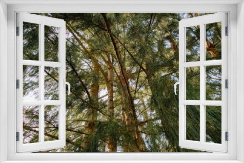 Fototapeta Naklejka Na Ścianę Okno 3D - Pine Trees In The Woods