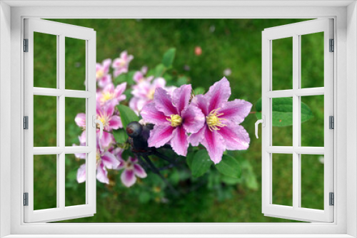 Fototapeta Naklejka Na Ścianę Okno 3D - pink Clematis  flowers in the garden