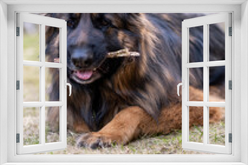 Fototapeta Naklejka Na Ścianę Okno 3D - German Shepherd dog