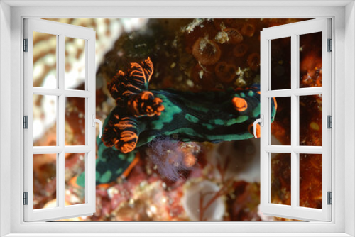 Fototapeta Naklejka Na Ścianę Okno 3D - The beautiful colors of nudibranches