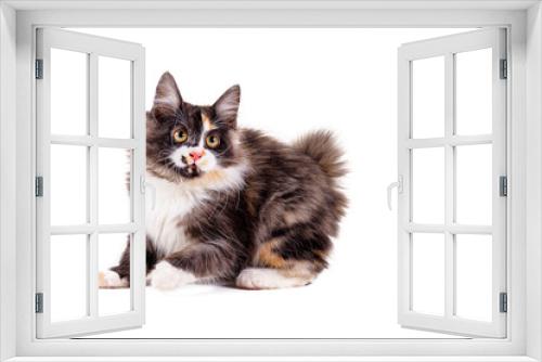 Fototapeta Naklejka Na Ścianę Okno 3D - Bobtail cat. Fluffy multicolored kitten on a white isolated background. Cat without a tail of the Bobtail breed plays on a white background.