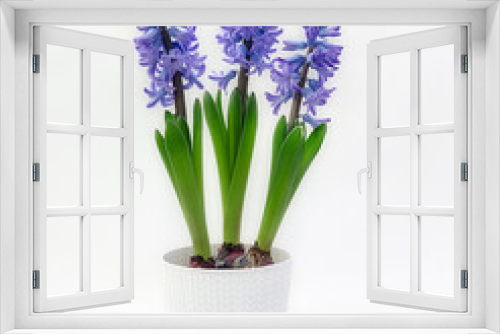 Fototapeta Naklejka Na Ścianę Okno 3D - purple hyacinth flowers on a white background