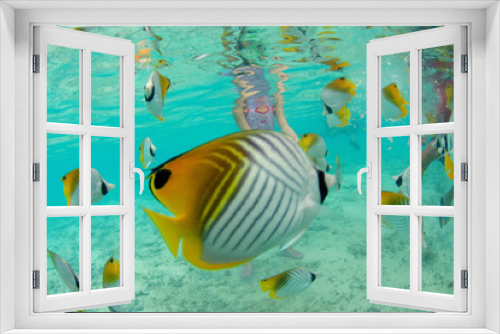 Fototapeta Naklejka Na Ścianę Okno 3D - poissons dans le lagon de Bora Bora, Polynesie francaise
