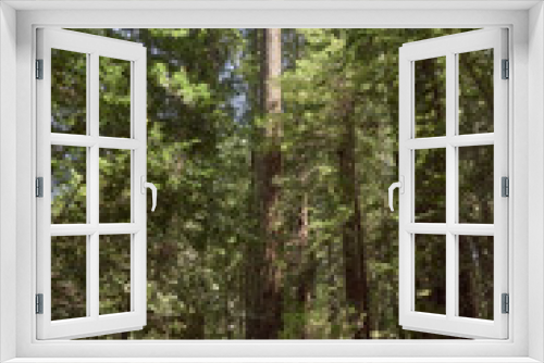 Fototapeta Naklejka Na Ścianę Okno 3D - Sunlit Giant Redwood Trees in Northern California