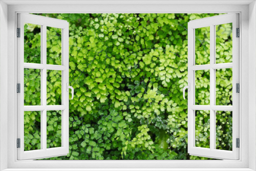 Fototapeta Naklejka Na Ścianę Okno 3D - Closeup image of Brittle maidenhair fern or Adiantum tenerum in the garden
