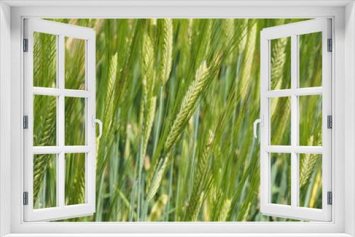 Fototapeta Naklejka Na Ścianę Okno 3D - 二条大麦