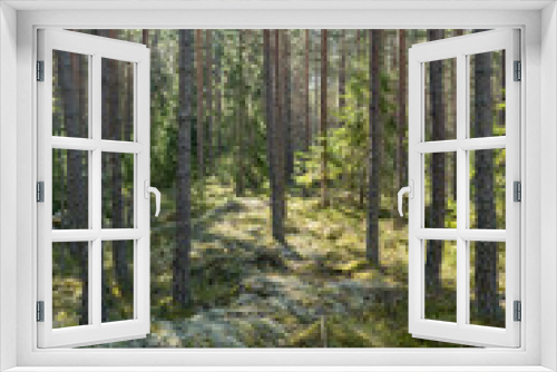 Fototapeta Naklejka Na Ścianę Okno 3D - Sunlight morning in  a natural forest of spruce and pine tree with mossy green boulders.